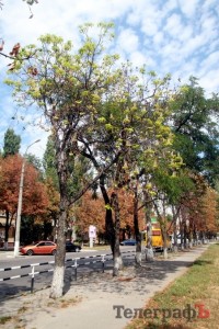 В Кременчуге начали умирать каштаны, которые в прошлом году цвели два раза