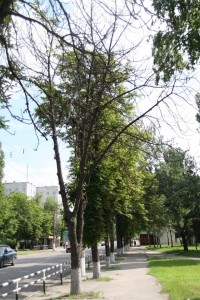 В Кременчуге начали умирать каштаны, которые в прошлом году цвели два раза