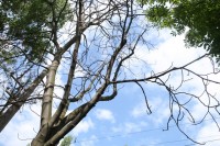 В Кременчуге начали умирать каштаны, которые в прошлом году цвели два раза