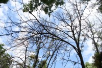 В Кременчуге начали умирать каштаны, которые в прошлом году цвели два раза