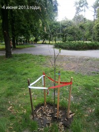В Приднепровском парке дуб, недавно высаженный в память о жертвах Катыни, скинул листья и засыхает (исправлено)