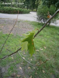 В Приднепровском парке дуб, недавно высаженный в память о жертвах Катыни, скинул листья и засыхает (исправлено)