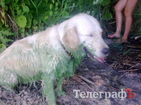 Кременчугское водохранилище покрасило собаку