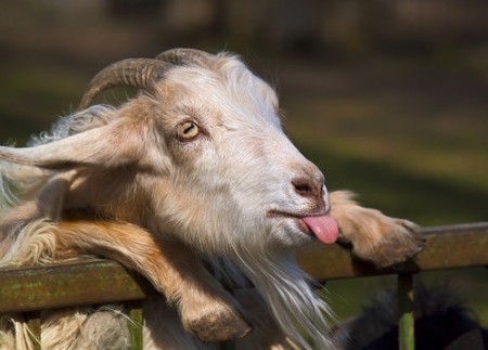 Внимание, розыск! Пропала коза