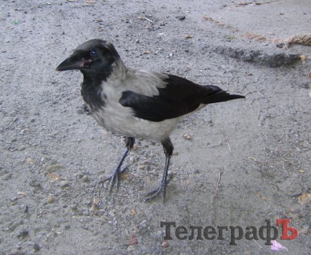 В Кременчуге ручная ворона «помогает» продавцу фруктов и овощей