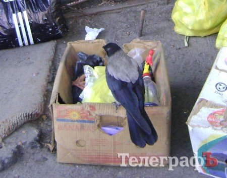 В Кременчуге ручная ворона «помогает» продавцу фруктов и овощей