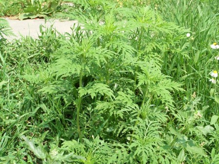 Кременчугский мэр собирается платить горожанам за сорванную амброзию