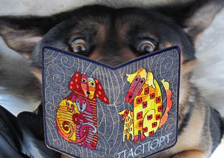 Кременчугским собакам в Кохновке выдали паспорта