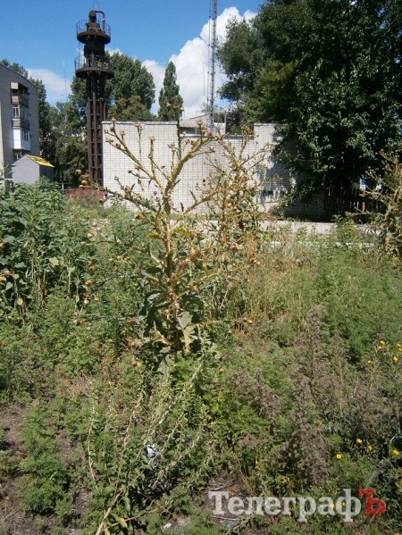 Фотофакт: «Кременчугский сорняк года-2013»