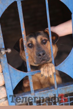 Собачий вихователь