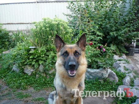 Кременчугская овчарка помогла вернуться домой стаффордширскому терьеру