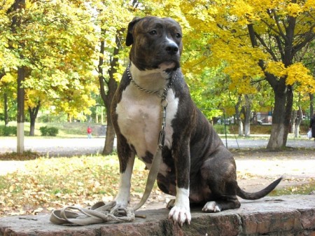 Кременчугская овчарка помогла вернуться домой стаффордширскому терьеру