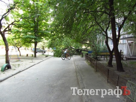 На ул.Мира в Кременчуге упавшее дерево третий день перегораживает дорогу