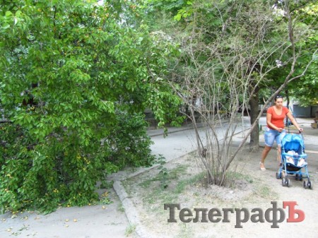 На ул.Мира в Кременчуге упавшее дерево третий день перегораживает дорогу