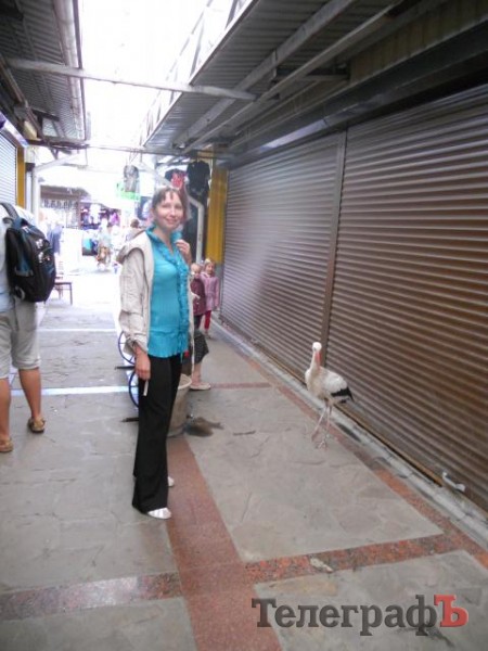 На центральном рынке Кременчуга поселился аист