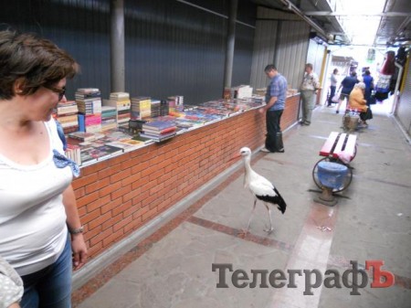 На центральном рынке Кременчуга поселился аист