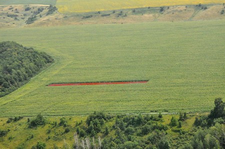 Правоохранители Полтавщины с вертолета обнаружили маковую плантацию