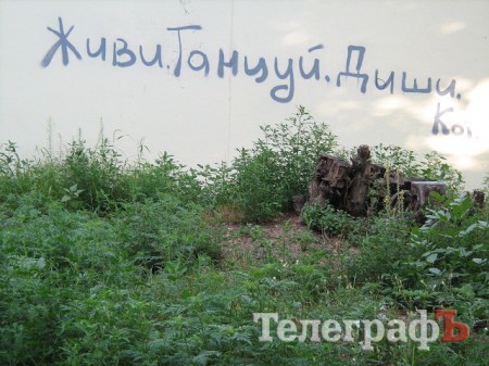 Приколы нашего городка: «Дыши!» – написал шутник над зарослями аллергенной амброзии