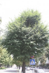 На улице Ленина в Кременчуге сохнут липы