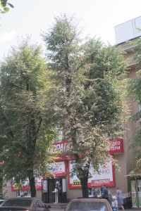 На улице Ленина в Кременчуге сохнут липы