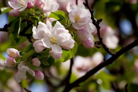 В Кременчуге могут повторно зацвести деревья