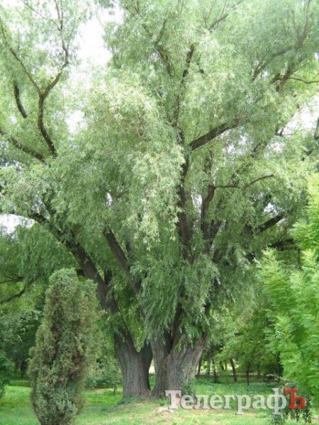 У Кременчуці 100-річні дерева потребують захисту