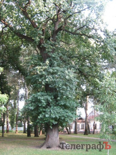 У Кременчуці 100-річні дерева потребують захисту