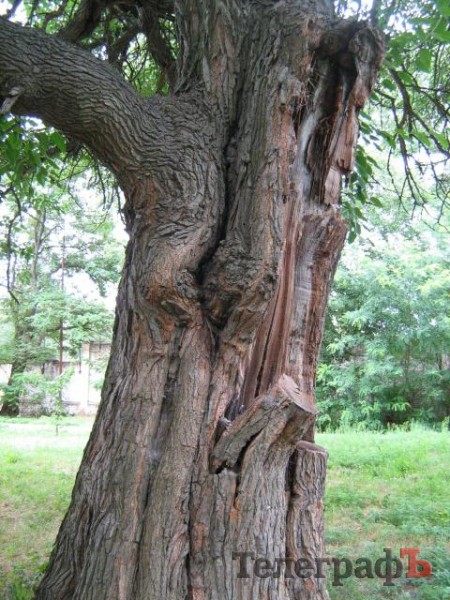 У Кременчуці 100-річні дерева потребують захисту