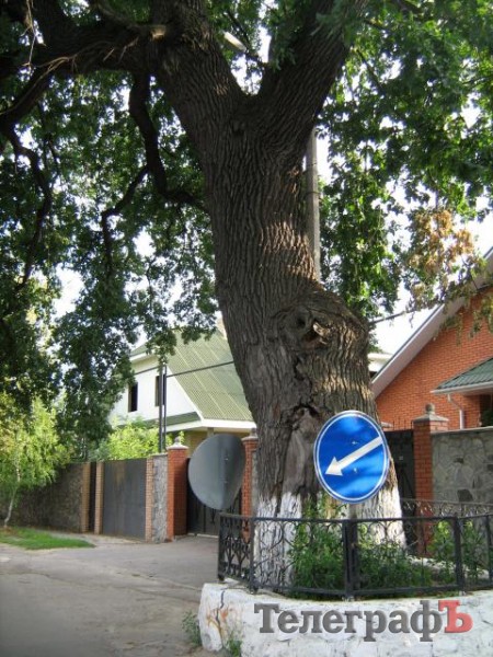 У Кременчуці 100-річні дерева потребують захисту