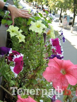 Кременчужани вміють вирощувати на одному підвіконні і квіти, і каву, і огірки