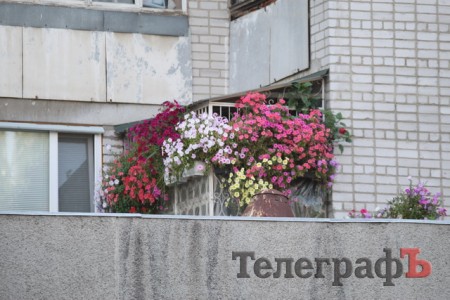 Кременчужани вміють вирощувати на одному підвіконні і квіти, і каву, і огірки