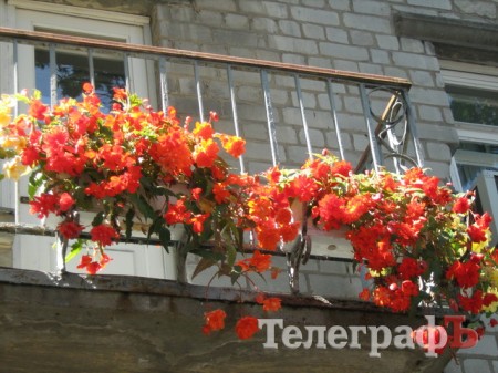 Кременчужани вміють вирощувати на одному підвіконні і квіти, і каву, і огірки