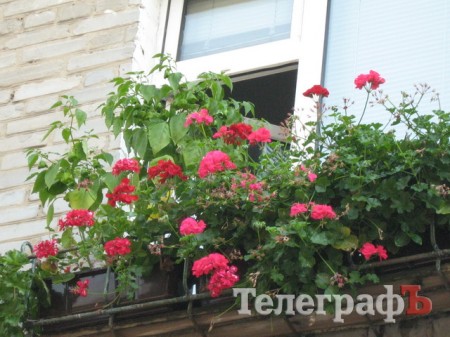 Кременчужани вміють вирощувати на одному підвіконні і квіти, і каву, і огірки