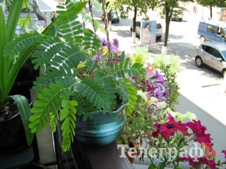 Кременчужани вміють вирощувати на одному підвіконні і квіти, і каву, і огірки