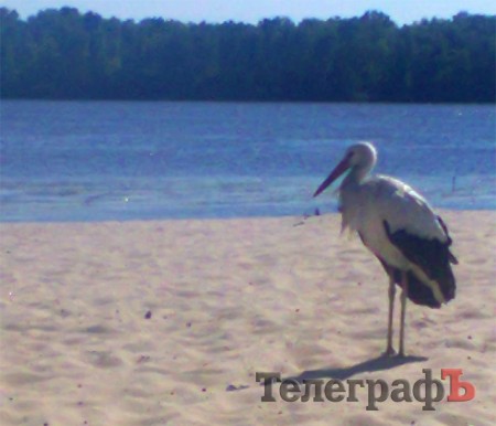 На Центральном кременчугском пляже поселился аист