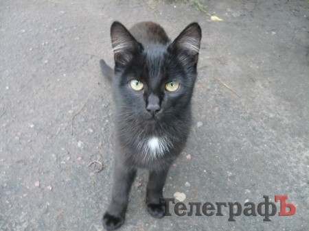 «Мне везет, если черный кот дорогу перейдет»