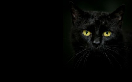 «Мне везет, если черный кот дорогу перейдет»