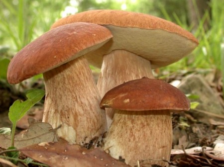 За выходные четверо кременчужан отравились грибами