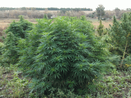 Он просто хотел качественной марихуаны...