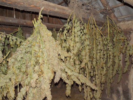 Он просто хотел качественной марихуаны...