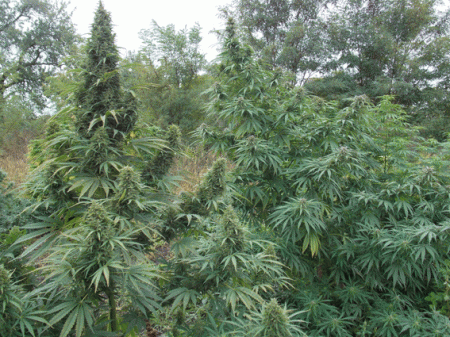 Он просто хотел качественной марихуаны...