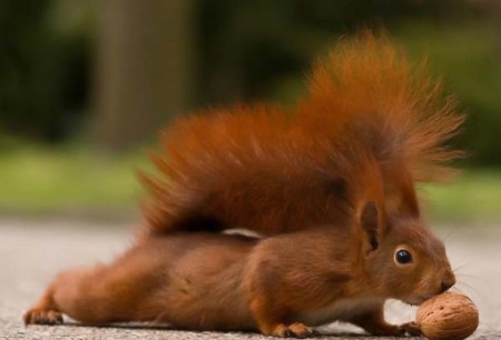 И снова интернет-мошенники: один кременчужанин хотел купить роллеты, а другой - белочек