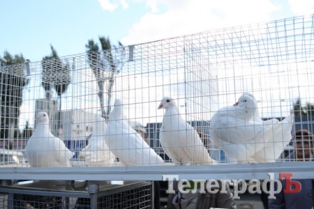 В Кременчуге прошла Всеукраинская выставка голубей, декоративных птиц и животных