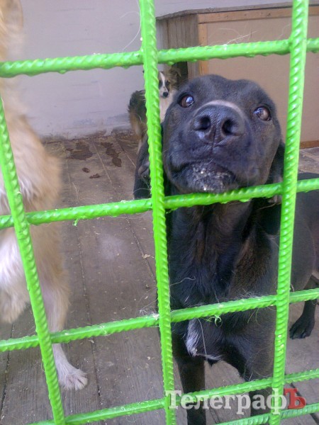 Собаки в кременчугском приюте нуждаются в еде