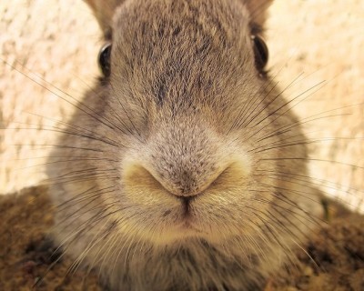 Кременчужанка видела в Приднепровском парке... зайца!