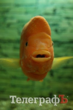 Хладнокровный цитрон-убийца в Кременчуге