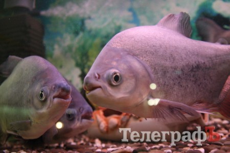 Хладнокровный цитрон-убийца в Кременчуге