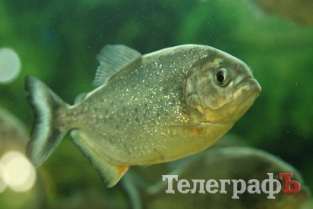 Хладнокровный цитрон-убийца в Кременчуге