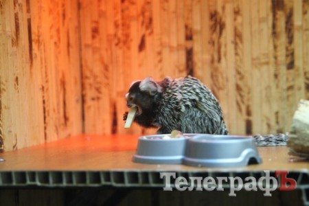 Хладнокровный цитрон-убийца в Кременчуге