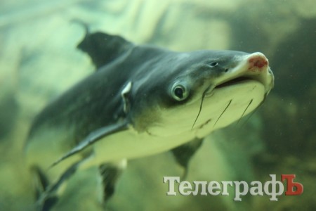 Хладнокровный цитрон-убийца в Кременчуге